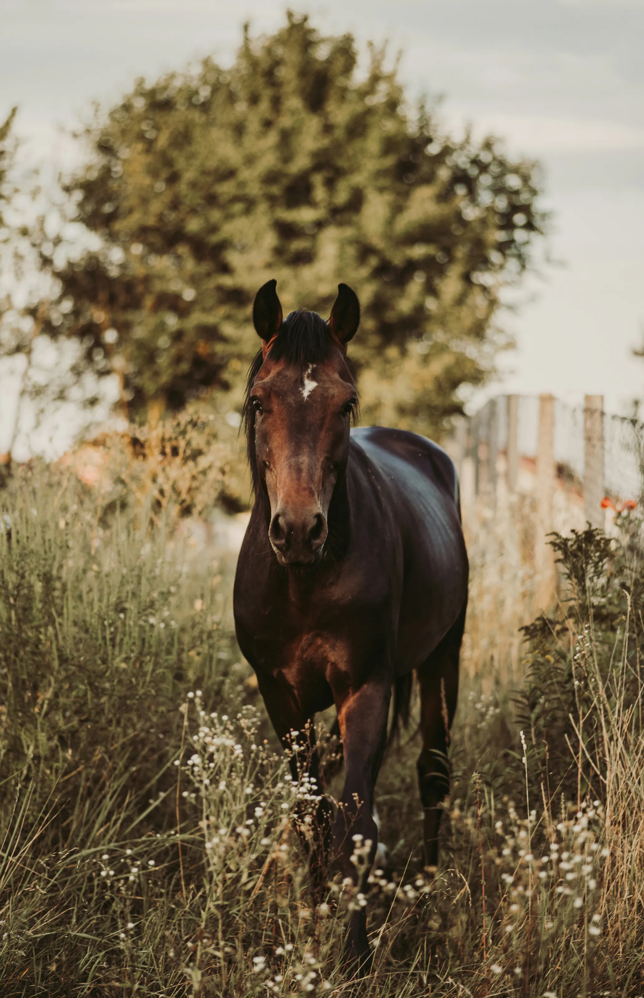 A bay horse walking through tall meadow grass