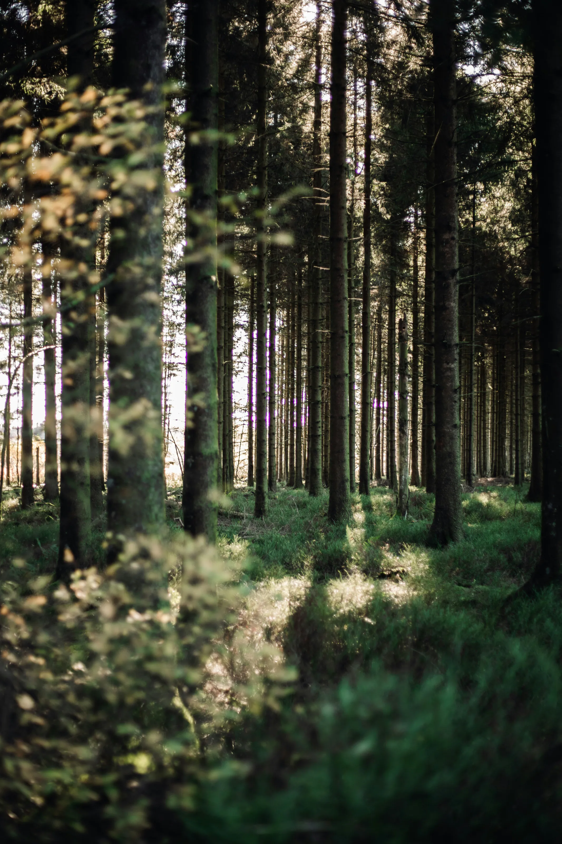 Light falling between tall trees