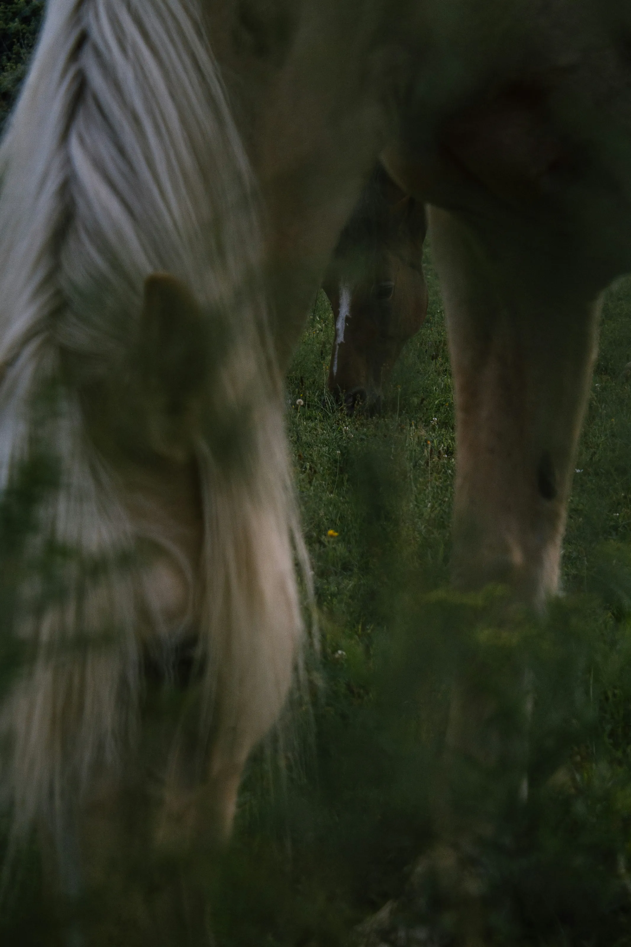 Horses grazing in low evening light