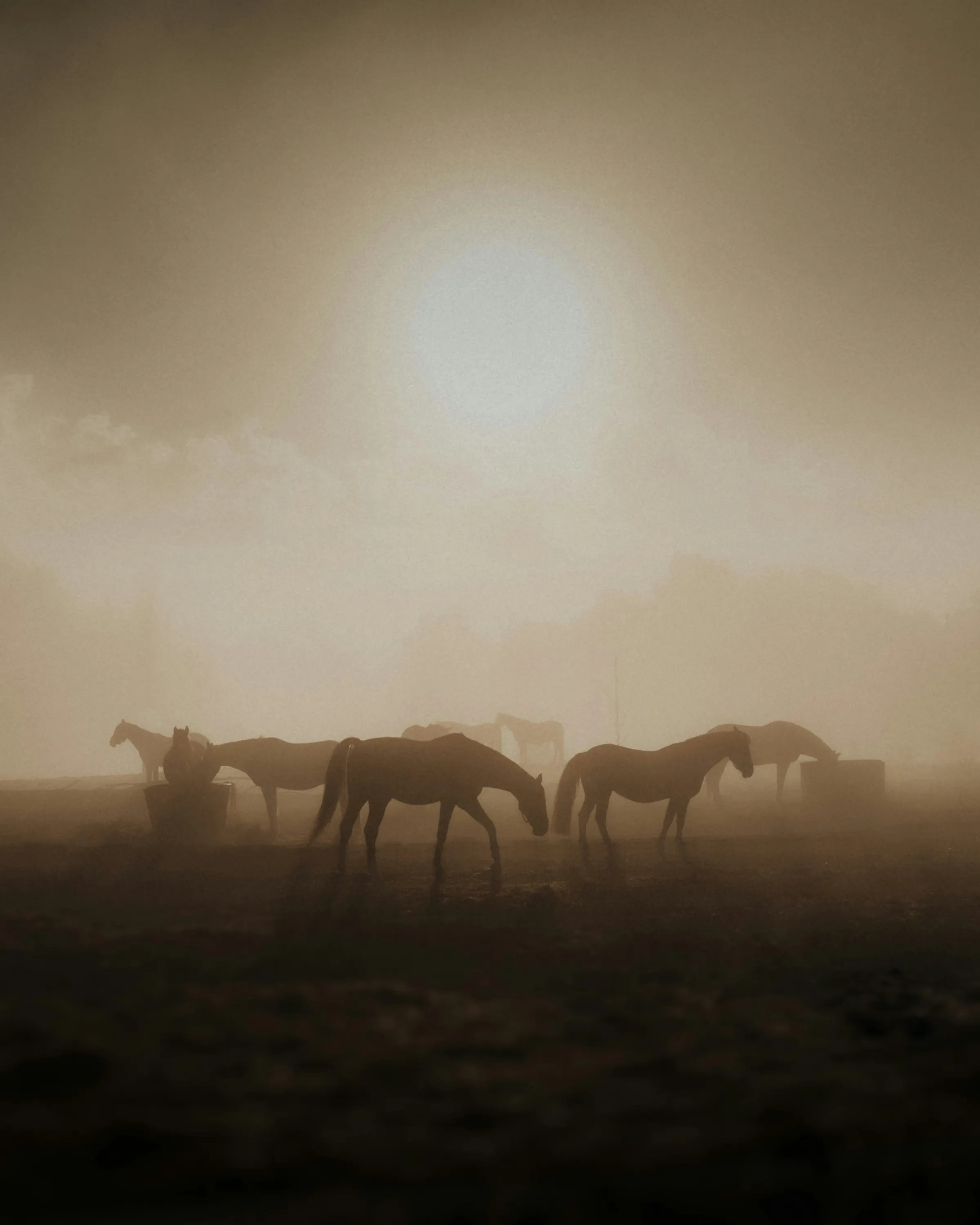 Horses grazing in fog, the sun low behind them
