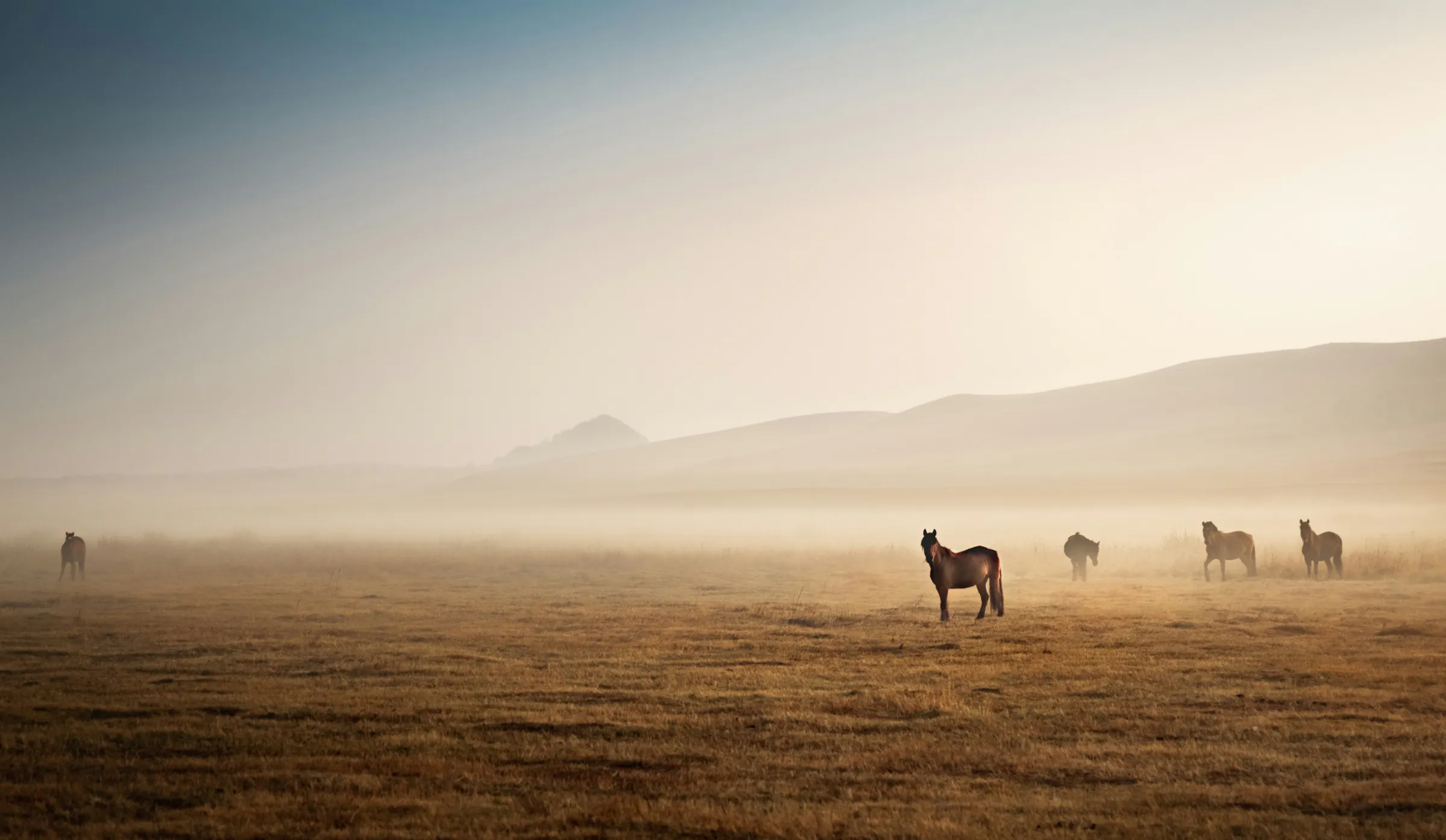 Horses scattered across a misty plain at first light
