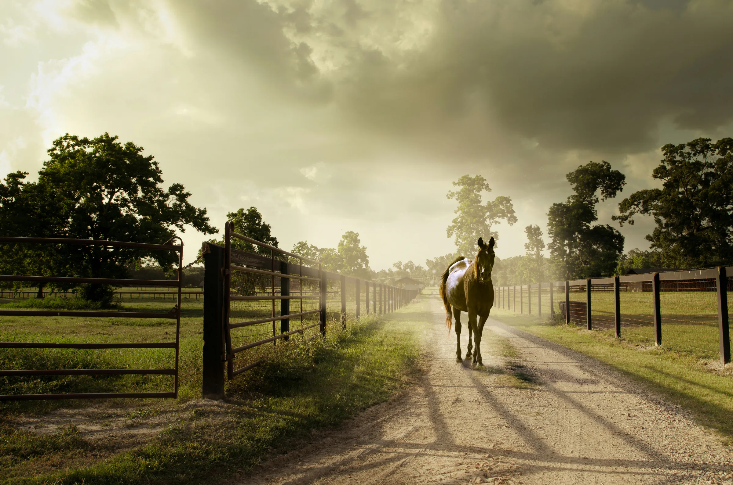 A horse on a lane between fences, storm light overhead