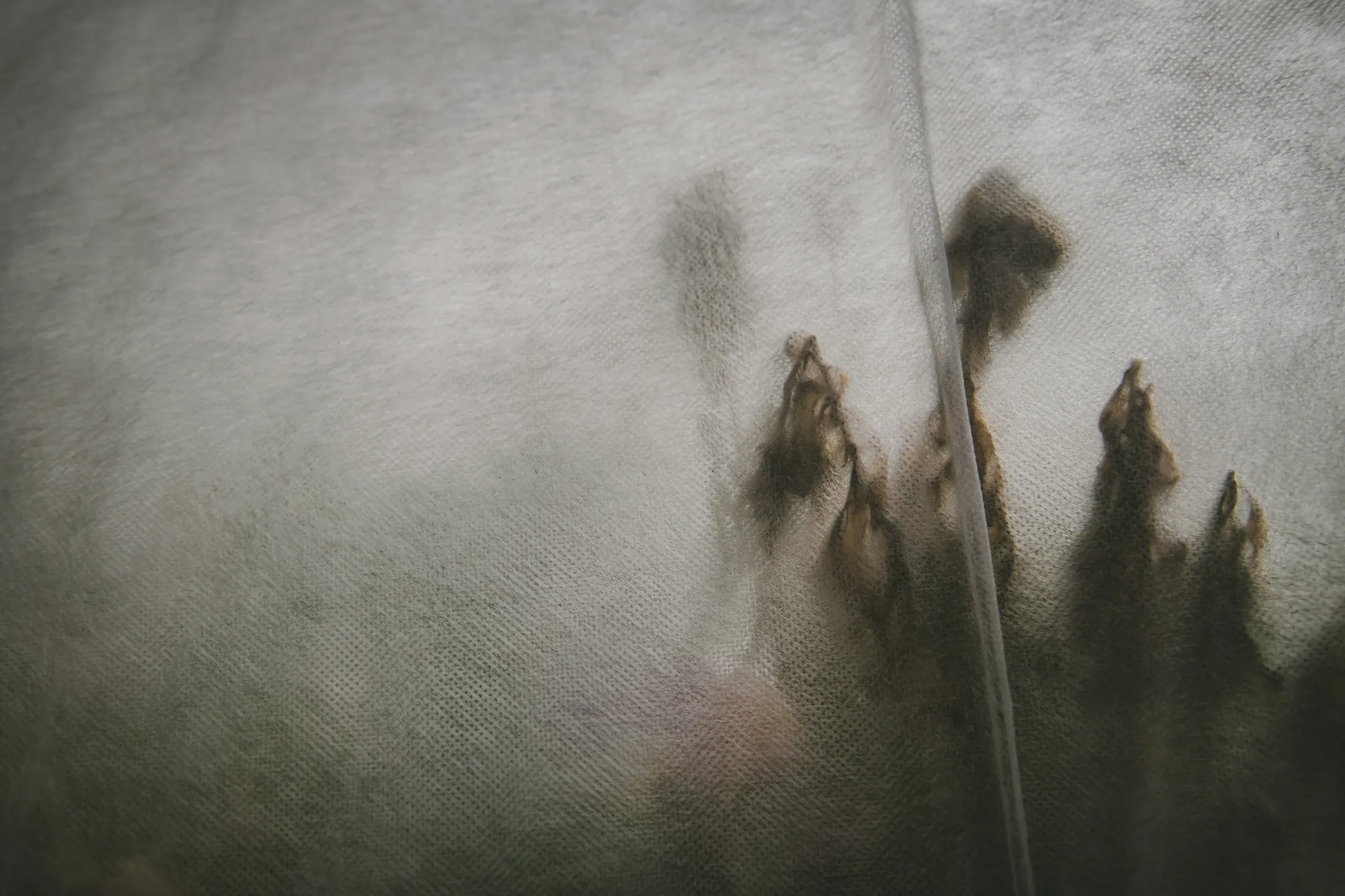 Shadows moving behind pale linen