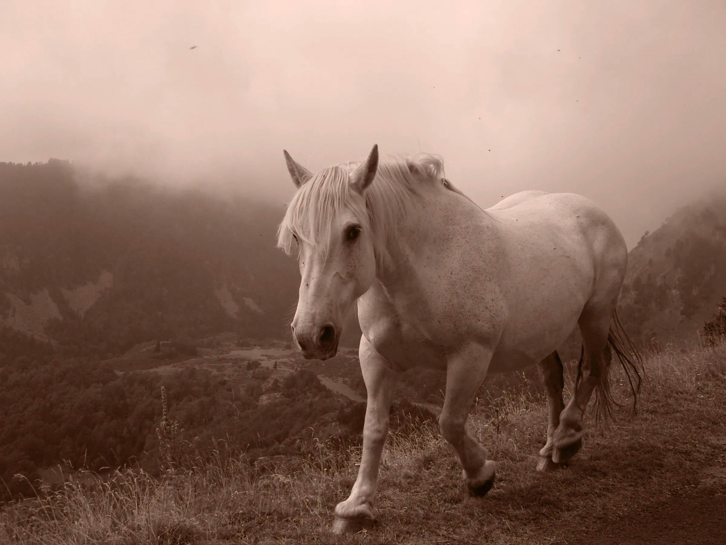 A grey horse on a hillside, mist in the valley below