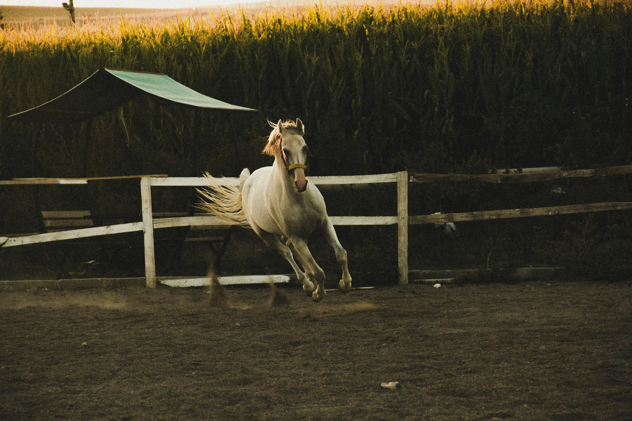 A white horse cantering in the paddock at evening