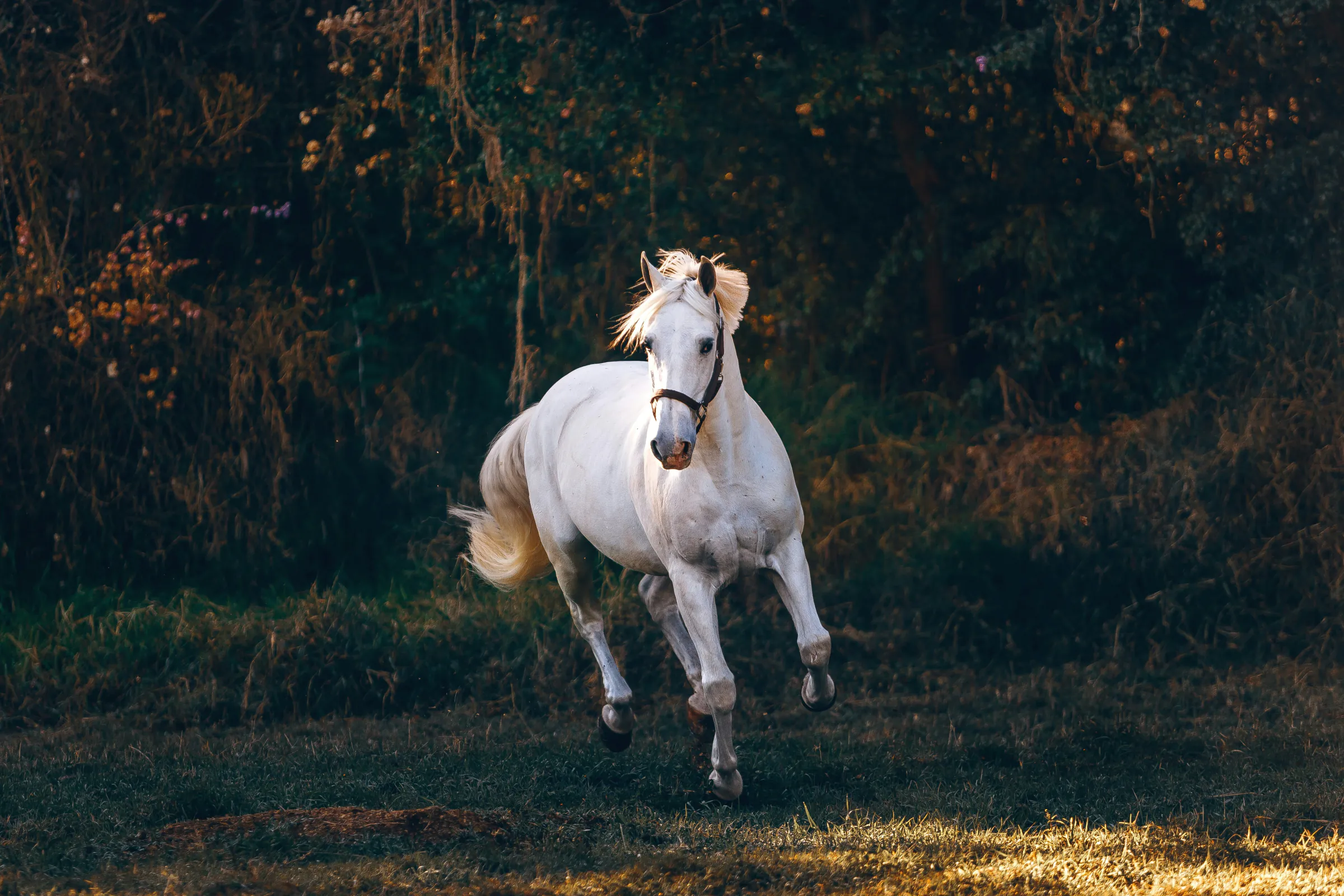 A white horse cantering across the meadow, autumn trees behind