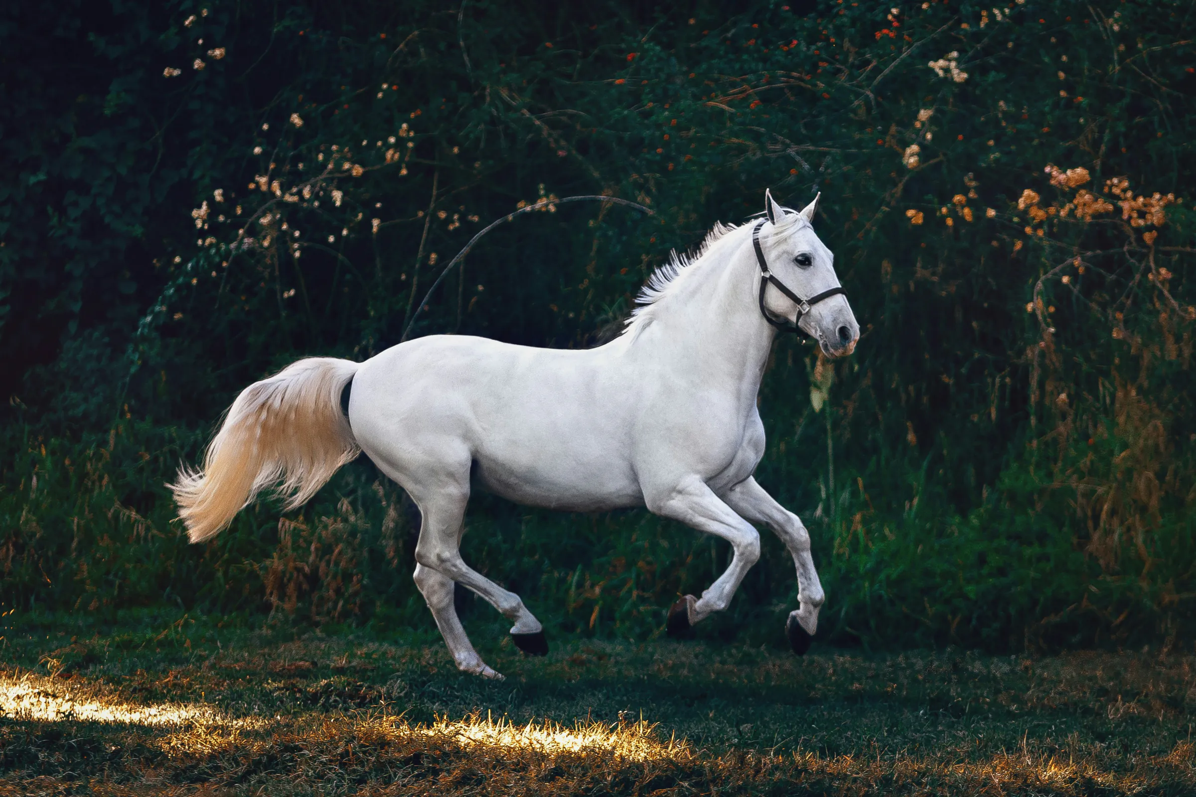 A white horse cantering at dusk, dark trees behind